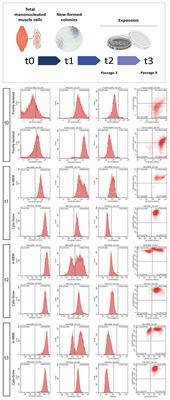 Skeletal Muscle-Derived Human Mesenchymal Stem Cells: Influence of Different Culture Conditions on Proliferative and Myogenic Capabilities